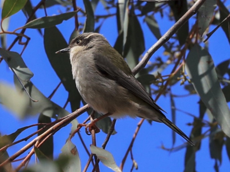 Brown-headed Honeyeater