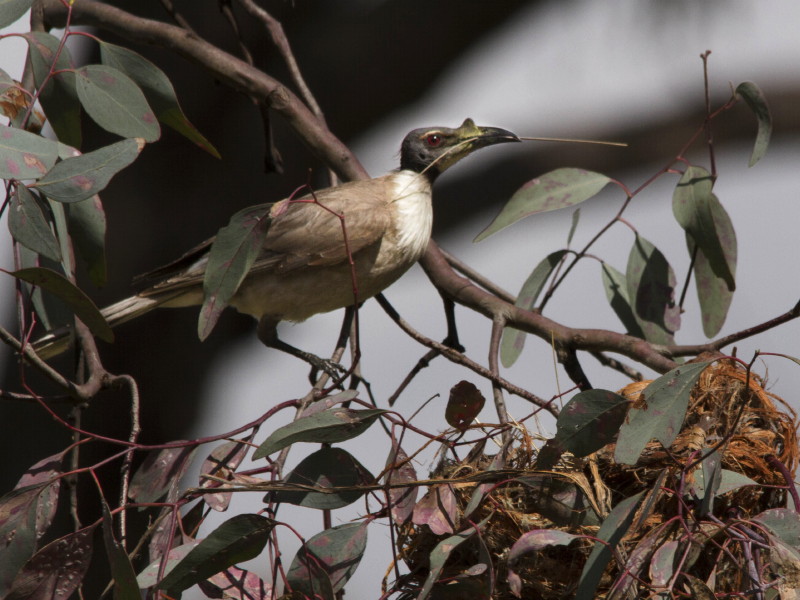 Noisy Friarbird