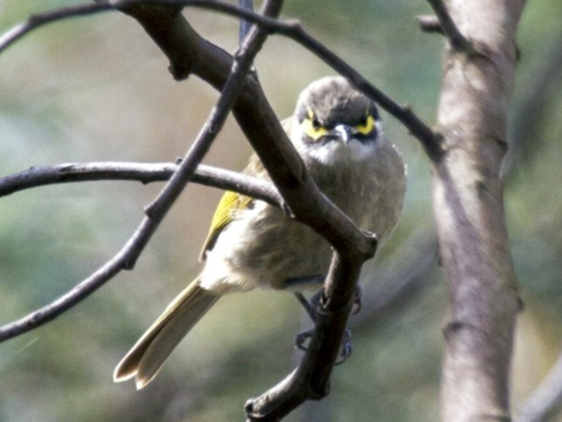 Yellow-faced Honeyeater