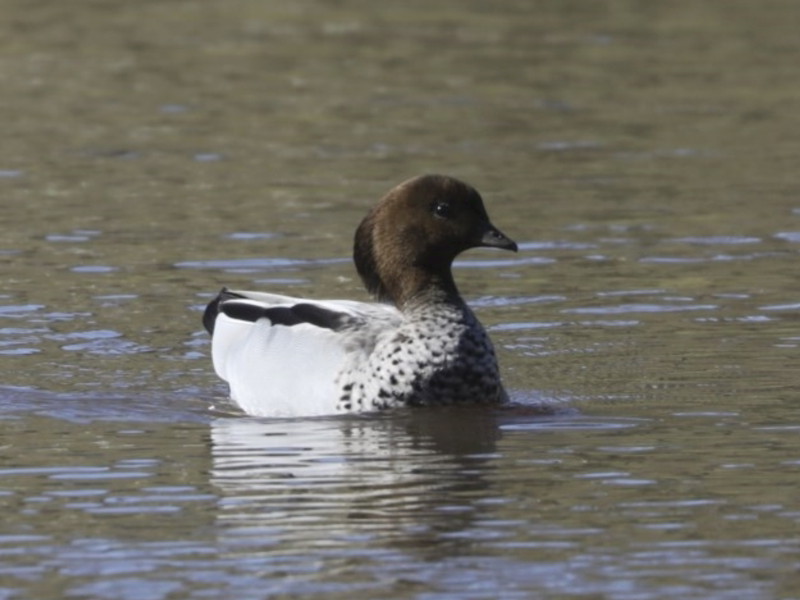 Australian Wood Duck