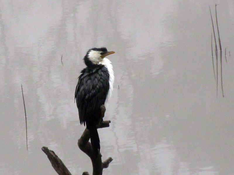 Little Pied Cormorant 