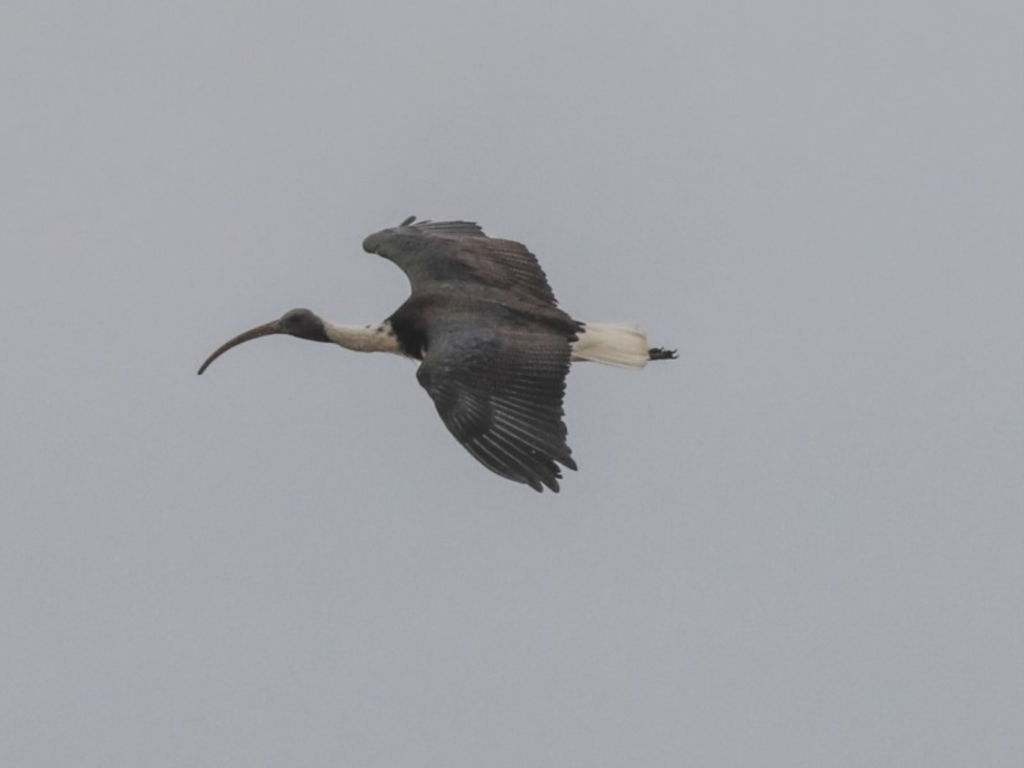 Straw-necked Ibis