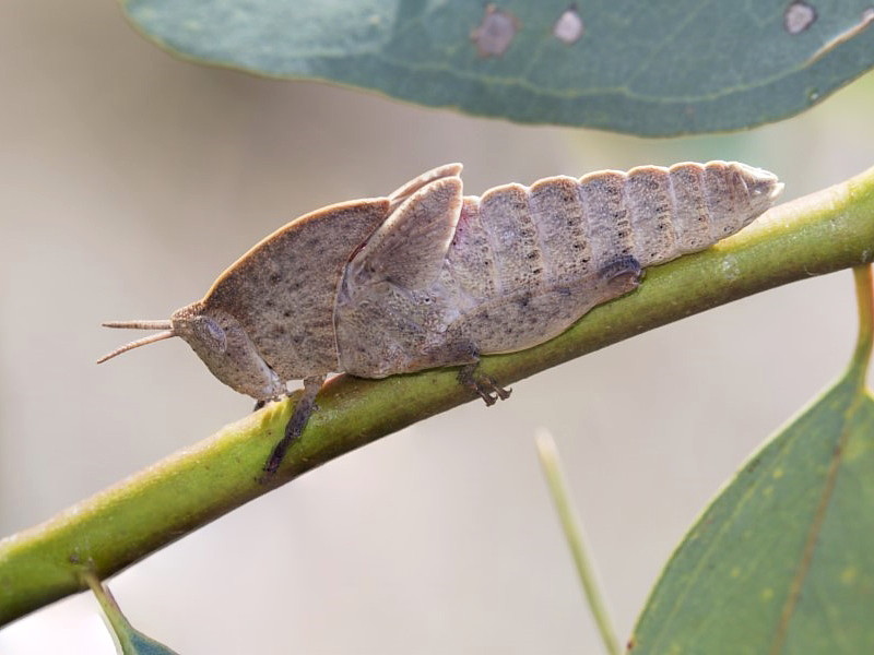 Gumleaf grasshopper