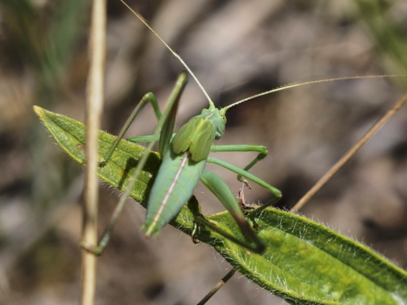 Short tailed polichne katydid