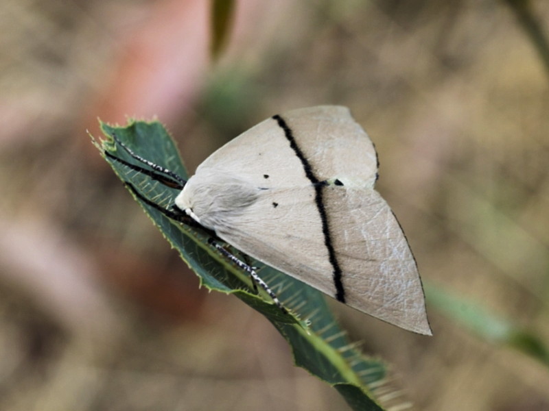 Beautiful leaf moth