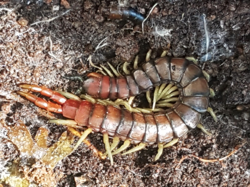 Orange-legged centipede