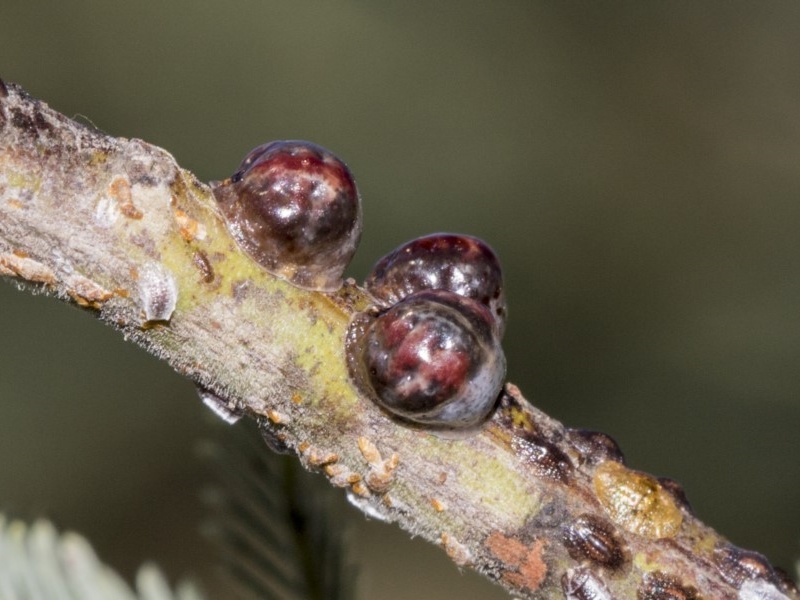Coccid scale