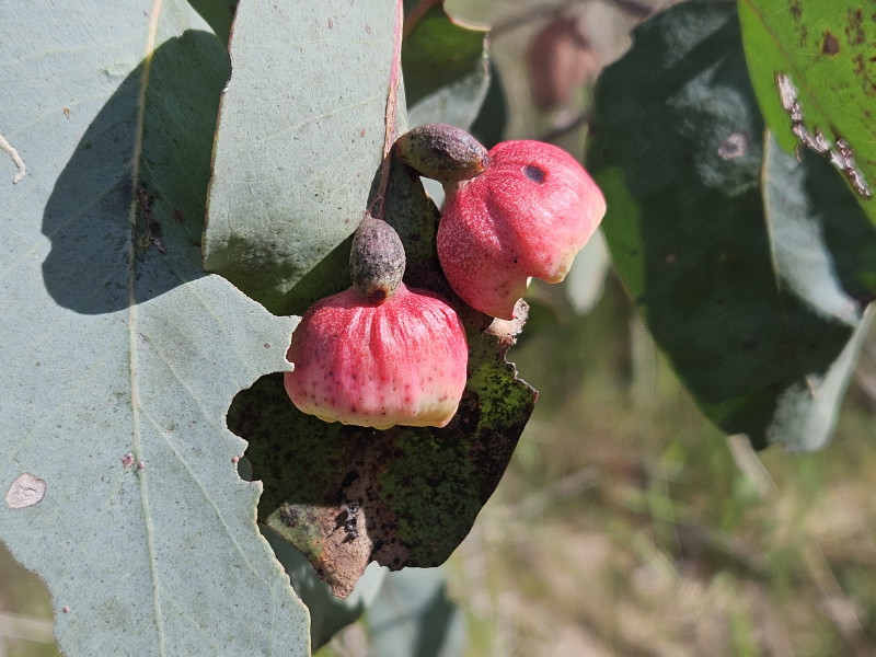 Eucalyptus gall