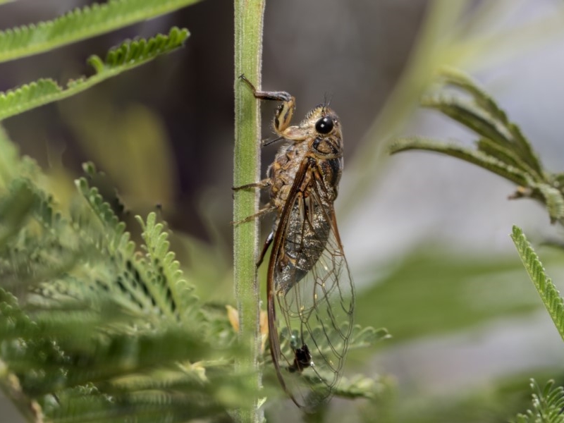 Double spotted cicada