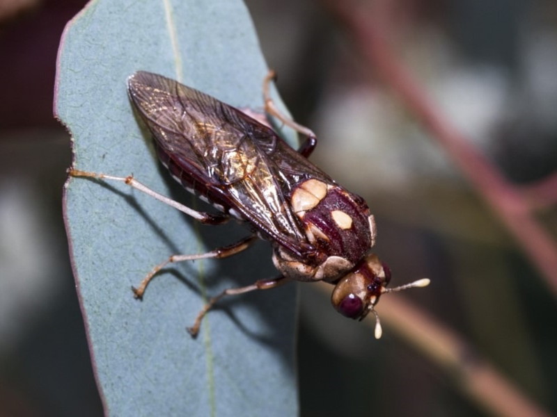 A Sawfly