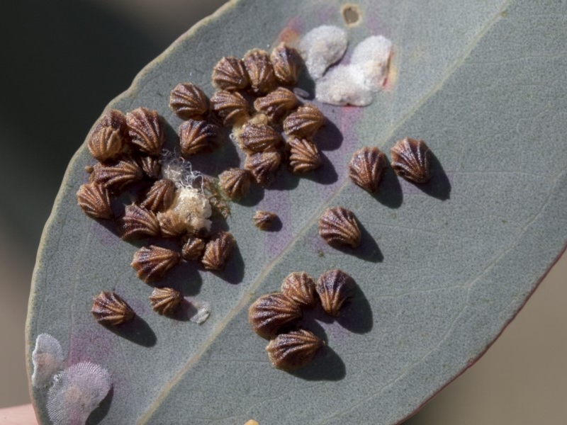 Shell lerps
