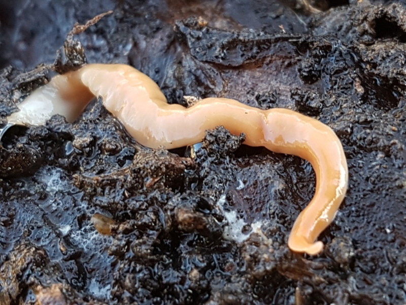 Anzoplana trilineata [a Flatworm]