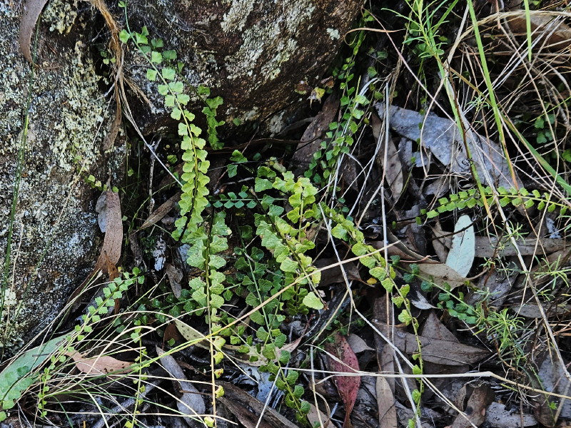 Necklace fern
