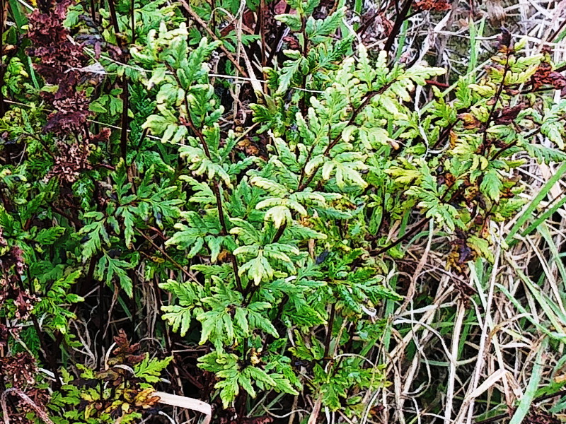 Rock fern