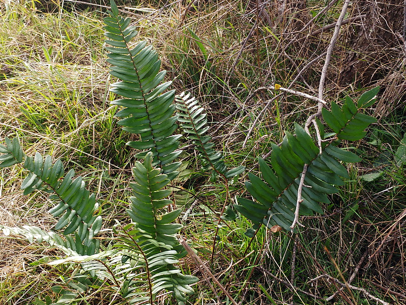 Sickle fern