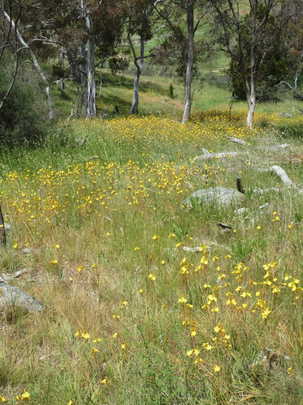 Golden lily meadow