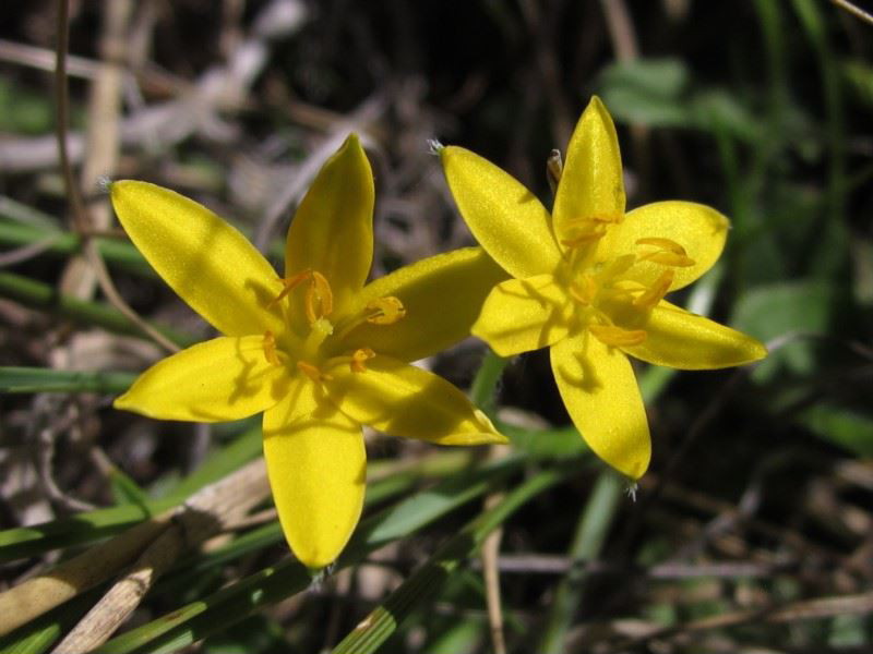 Golden weather grass