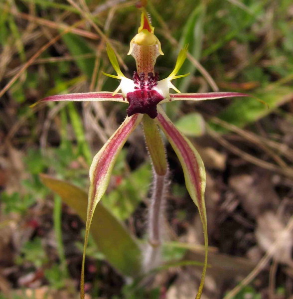 Green-comb spider orchid