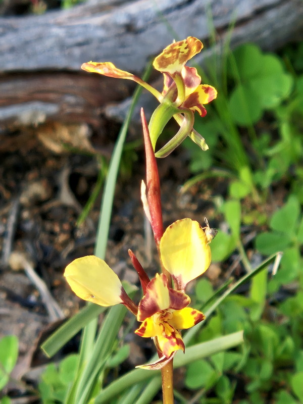 Leopard doubletail