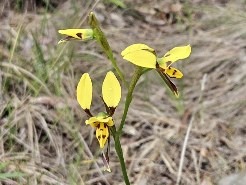 Tiger orchid
