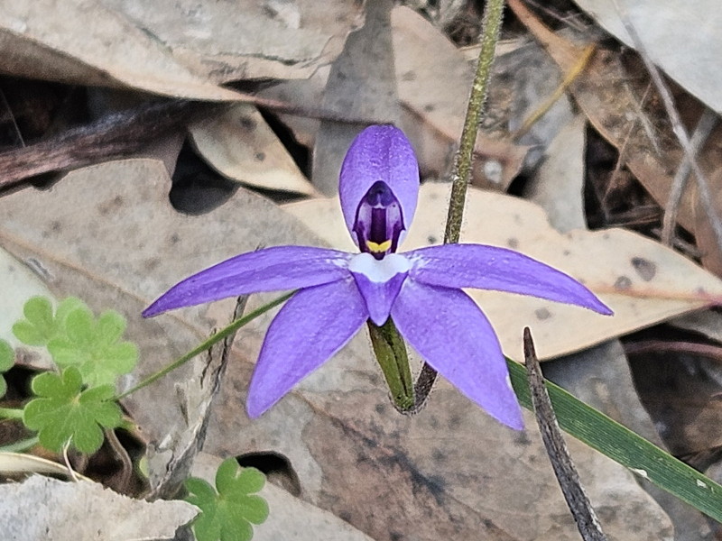 Wax lip orchid
