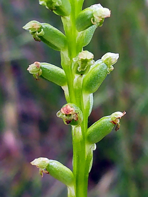 Common onion orchid