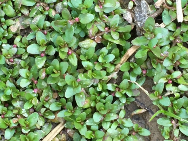 Elatine gratioloides [Waterwort]