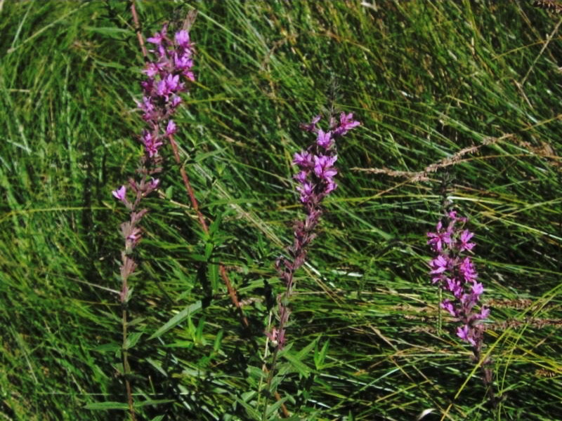 Lythrum salicaria [Purple loosestrife]
