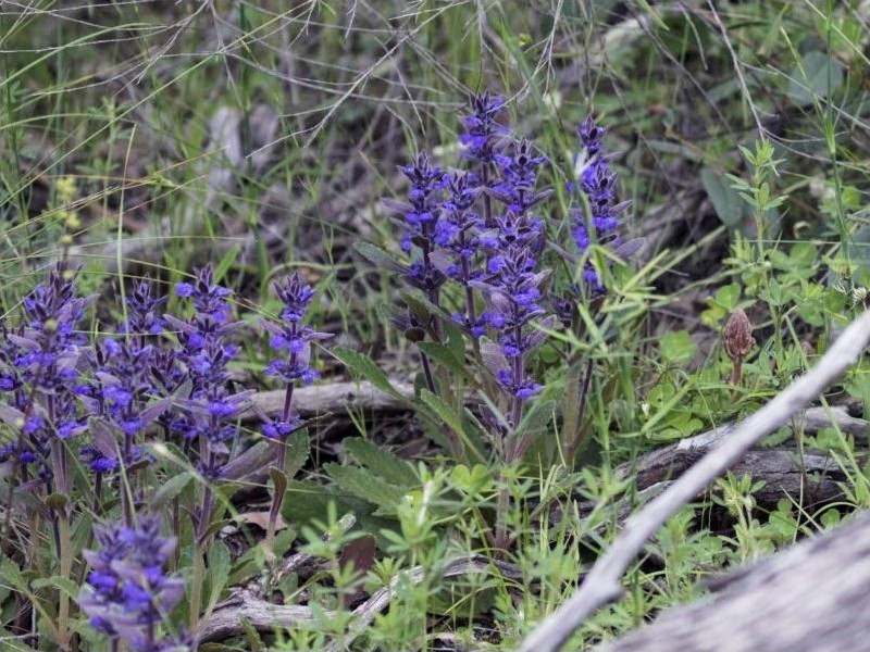 Austral bugloss