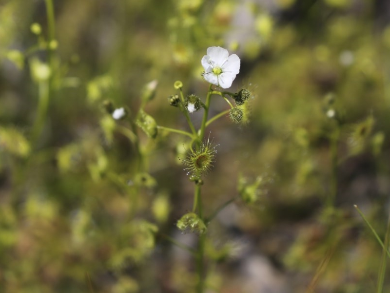 Grassland sundew