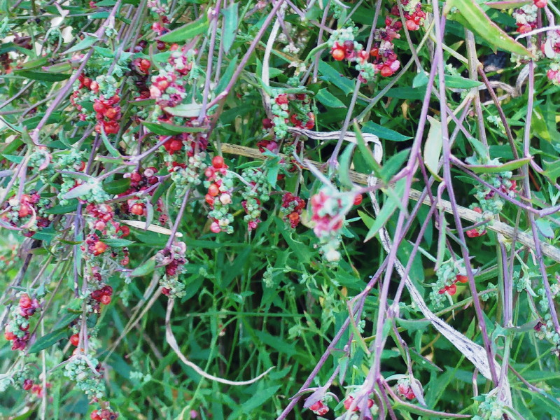Climbing saltbush