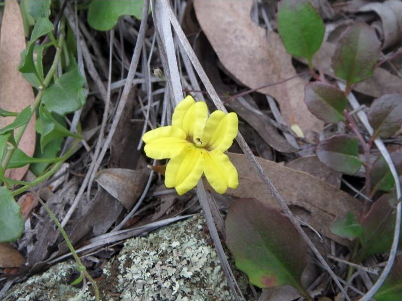 Ivy goodenia