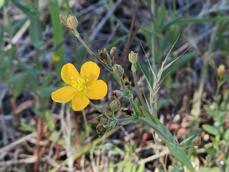 Small St. John's wort