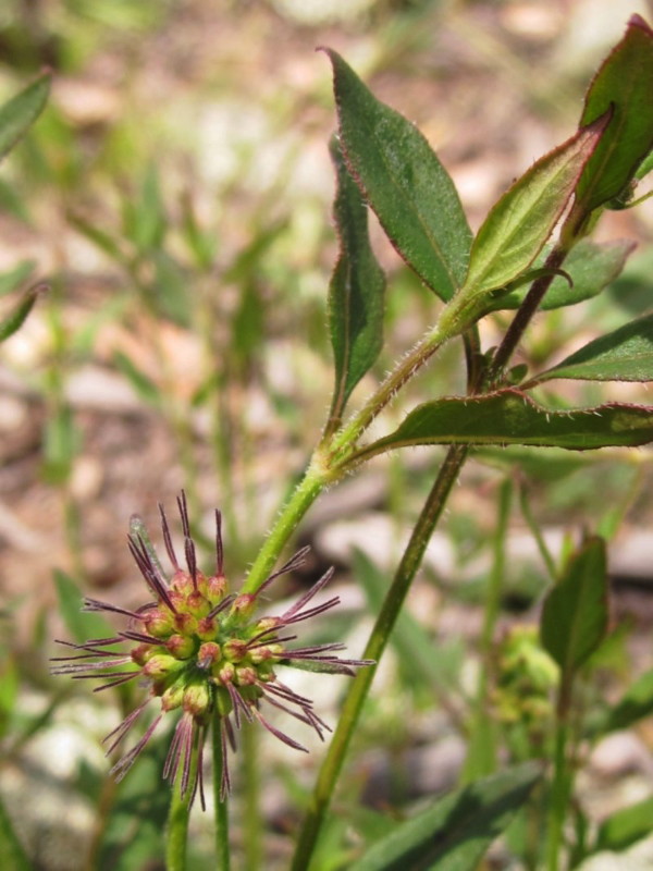 Hairy stinkweed