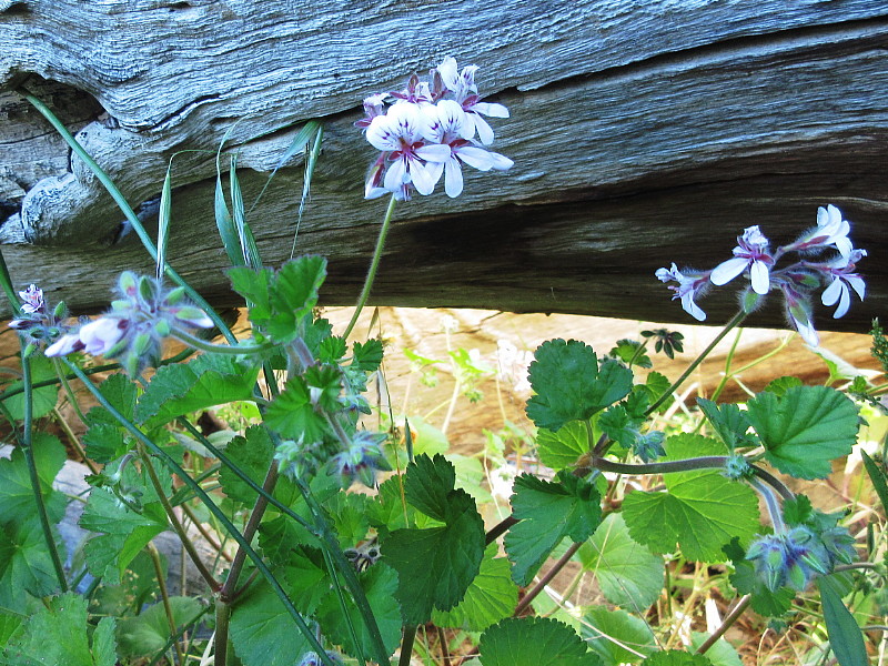Austral stork's-bill