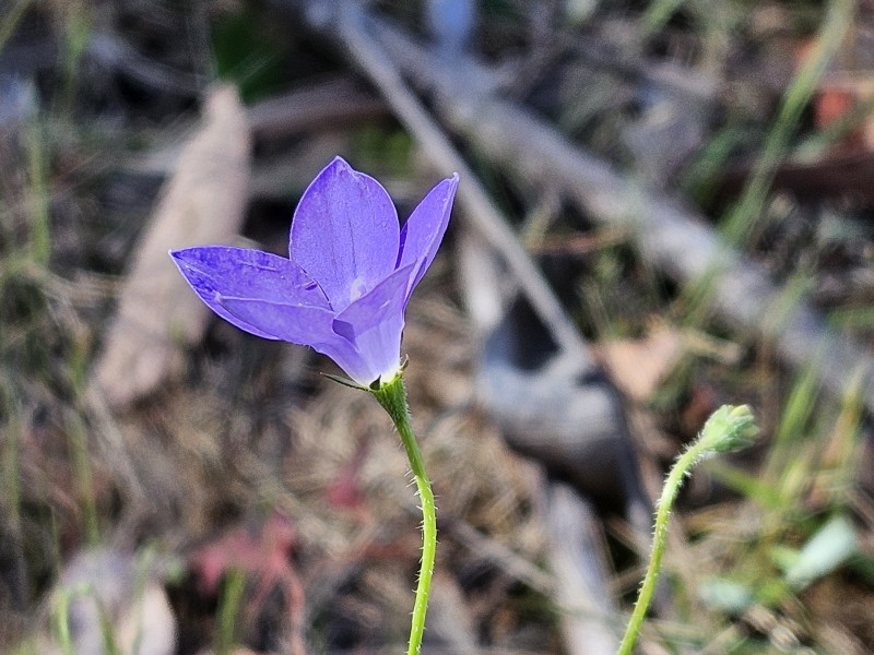 Tall bluebell