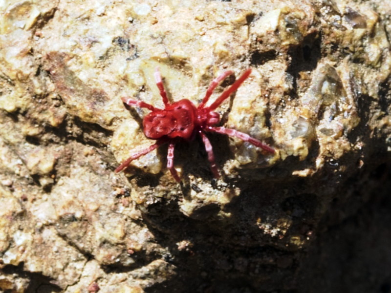 Red velvet mite