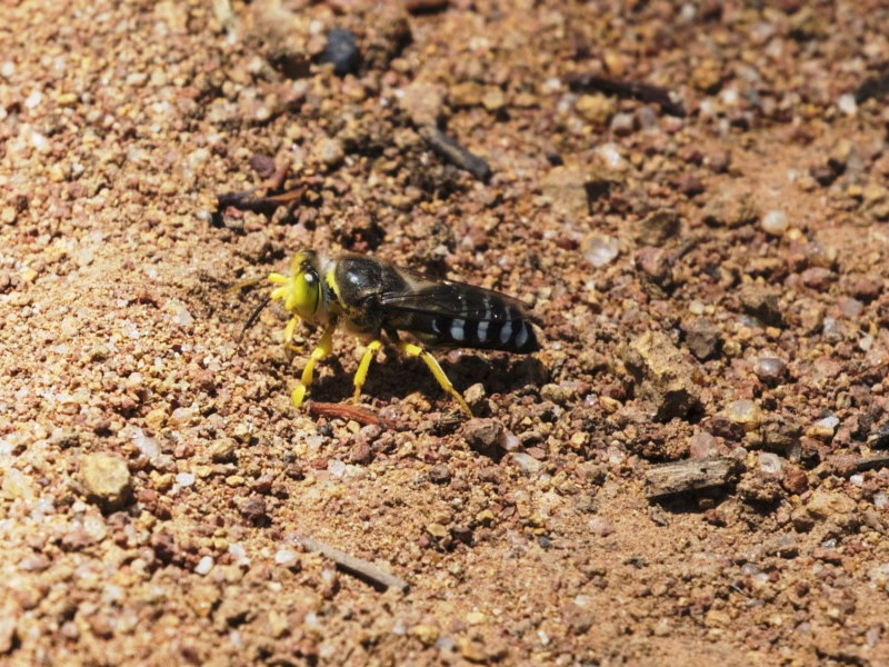 A sand wasp