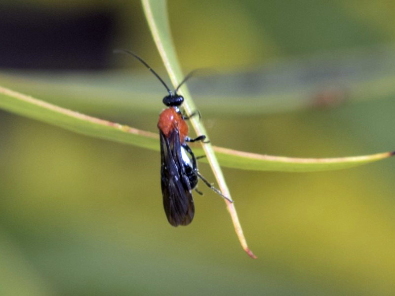 A braconid wasp