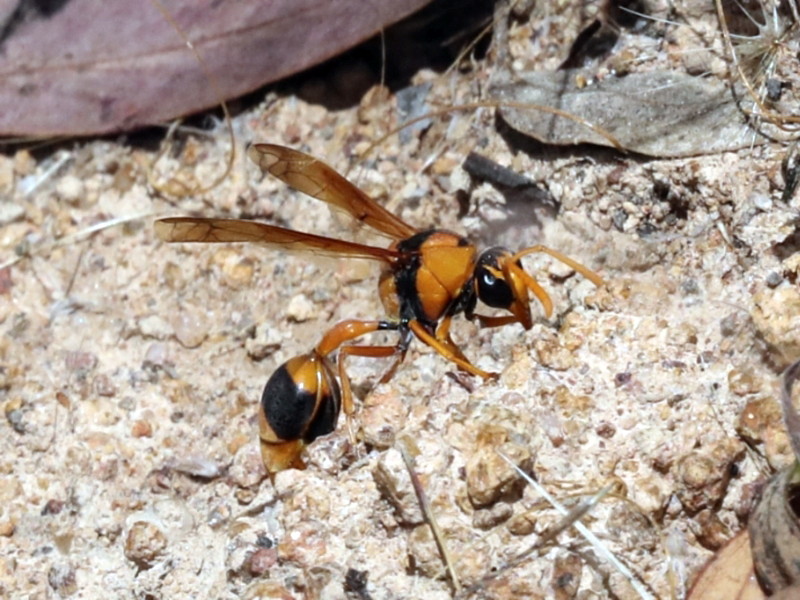 A Potter wasp