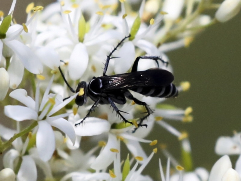 Zebra spider wasp