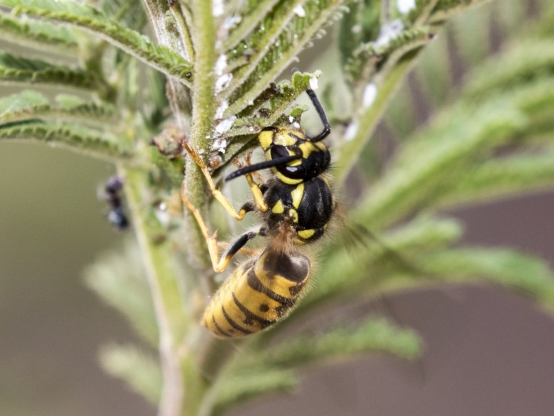 Vespula germanica [European wasp]