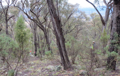 forest count
