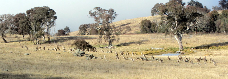 massed roos