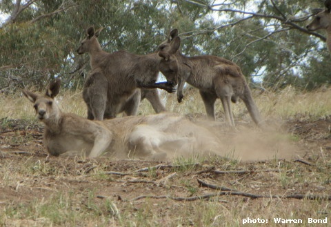 roo scratching