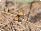 Chequered Copper
