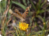 Meadow Argus