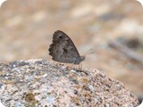 Marbled Xenica