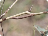 Fallen-bark Looper moth