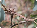 Fallen-bark Looper moth